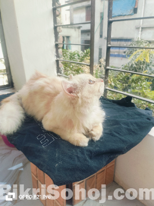 parsian cat male